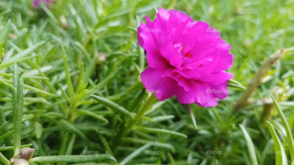 Purslane Morning.
#purslaneflowers #purslaneflower
#purslane
#morninglight
#morningvibes
#morningclick
#morningflowers
#portulacaoleracea
#love
#flowerphotography
#flowerlove
#floweroftheday
#flowers