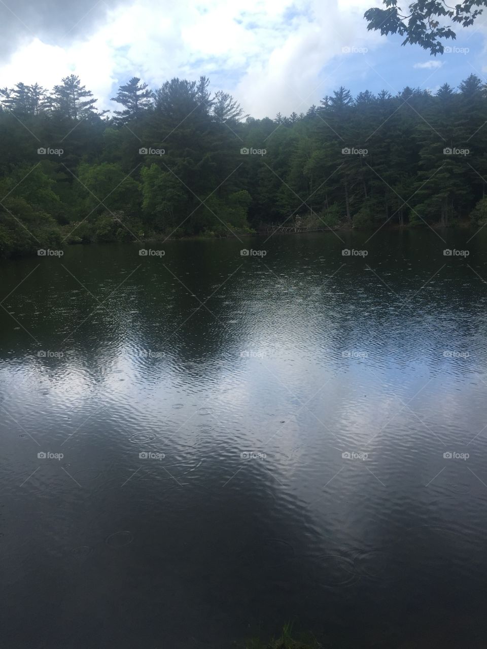 Grassy lake in the north Georgia mountains