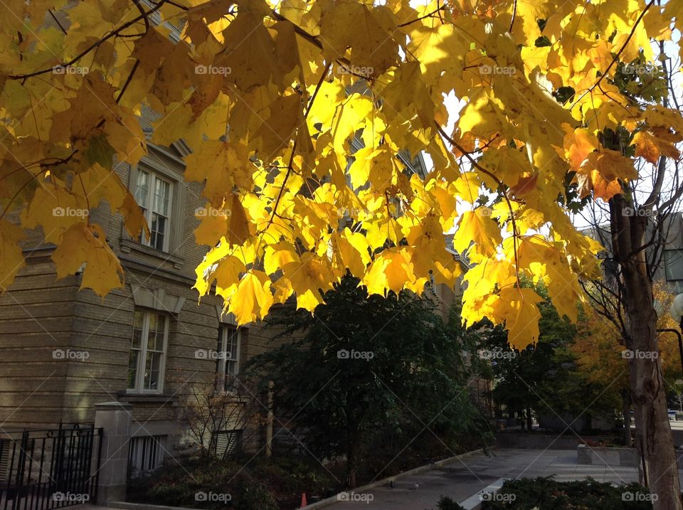 Branch with the yellow maple foliage