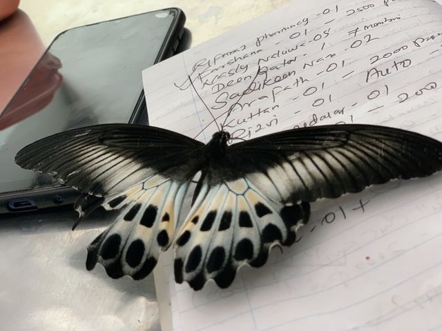 Butterfly 