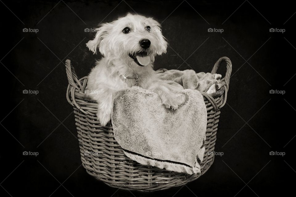 Dog in Basket
