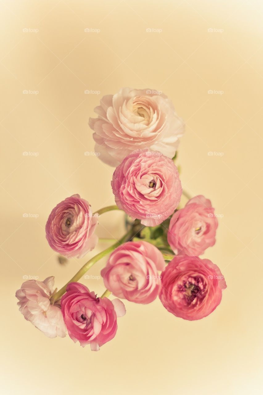 High angle view of pink ranunculus