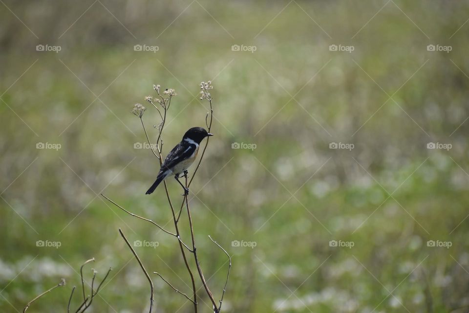 The African stonechat or common stonechat is a species of the Old World flycatcher family, inhabiting sub-Saharan Africa and adjacent regions.