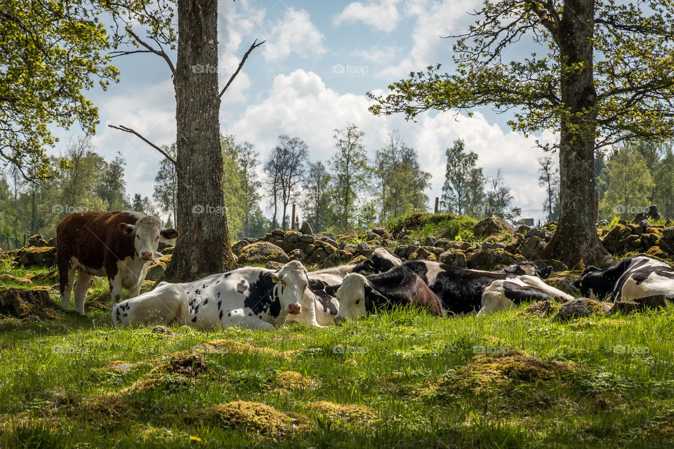 Cows relaxing in green pasture on a beautiful summer day. Kor ligger och vilar i det gröna gräset en fin sommardag . Ko grönbete kohage