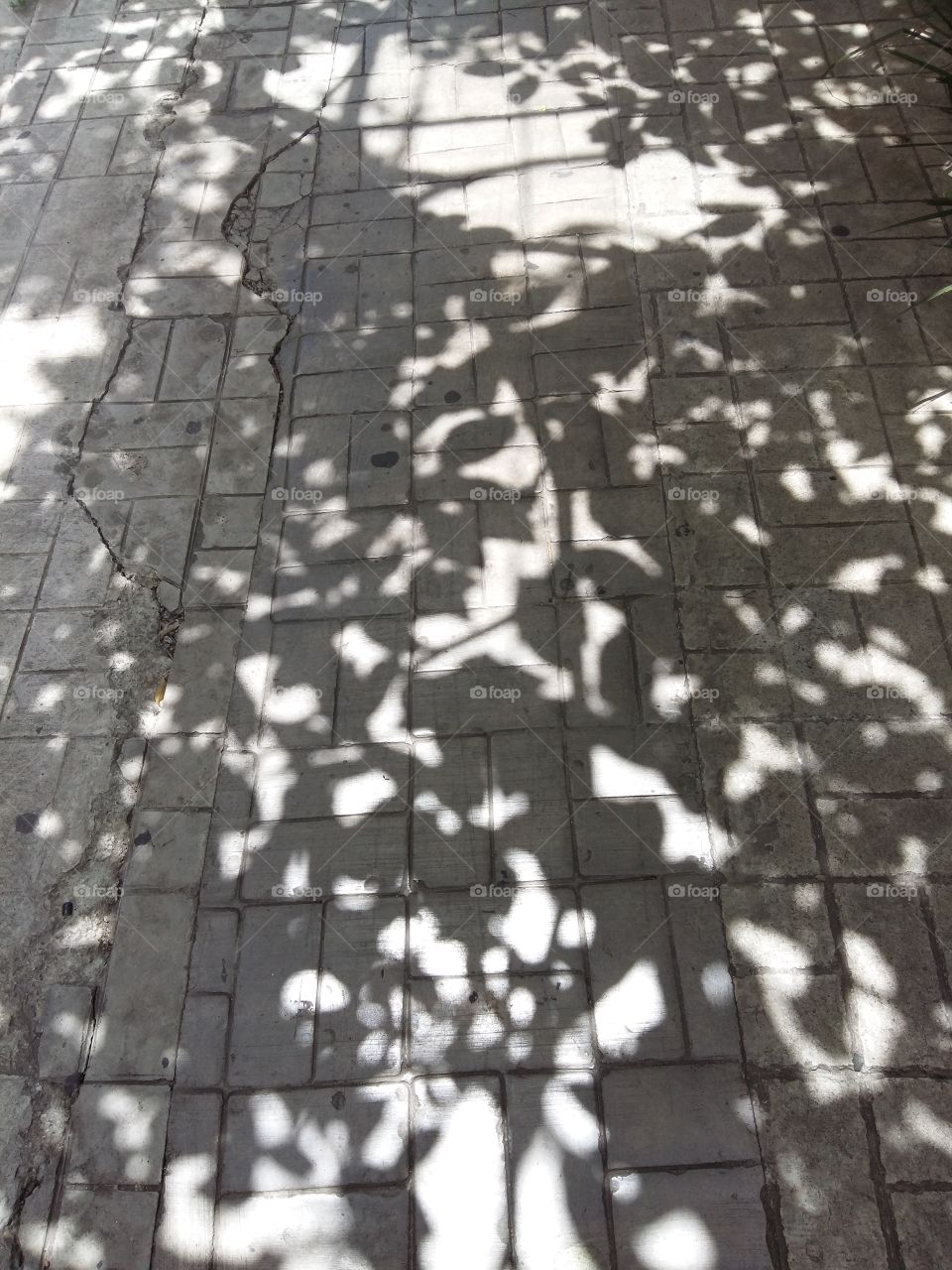 sombras árvores