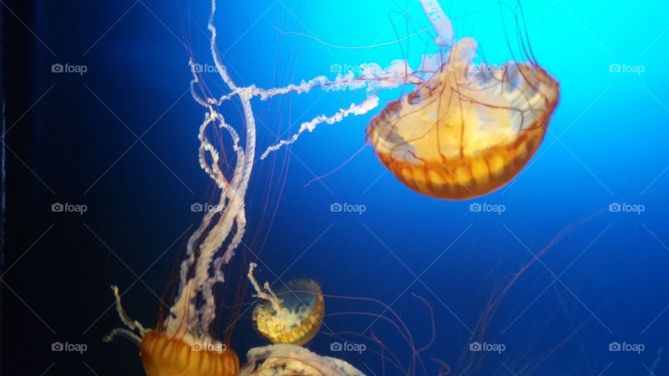 Underwater, Jellyfish, Fish, Aquarium, Invertebrate