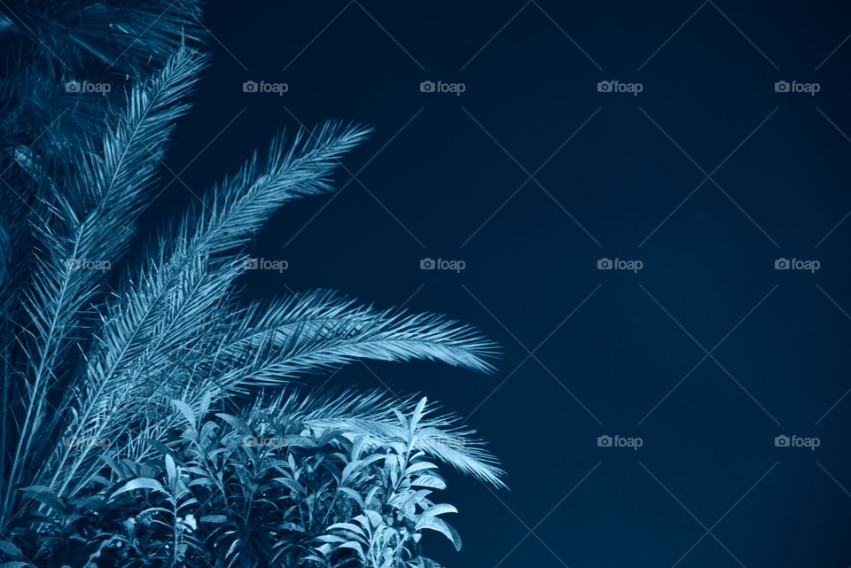 Palm leafs with a blue filtet
