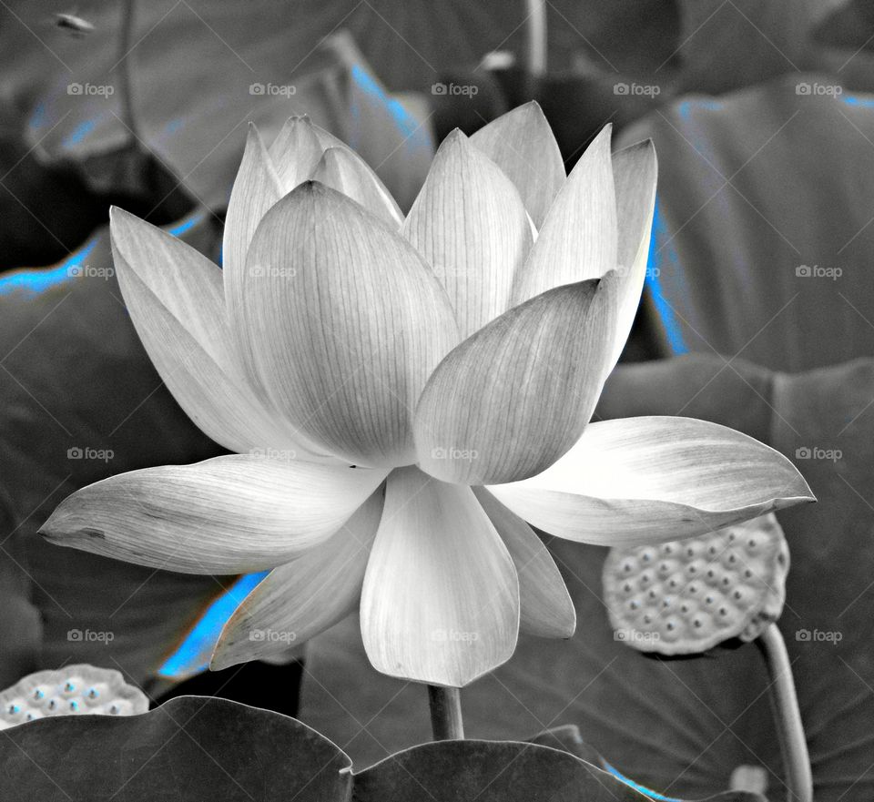 black and blue lotus flower blossoming in a duck pond Sacramento California