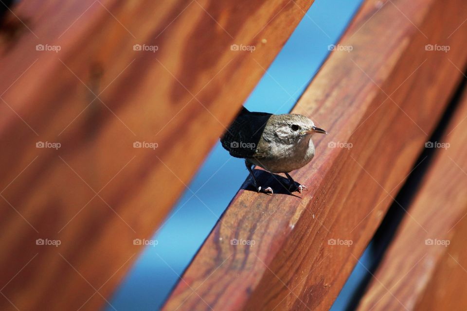 Wood, No Person, Bird, Outdoors, Wildlife