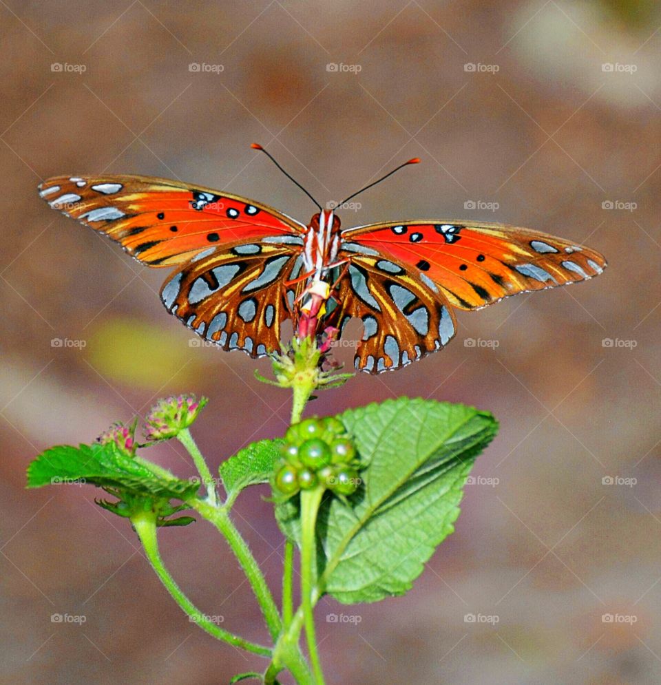 Early spring butterfly 