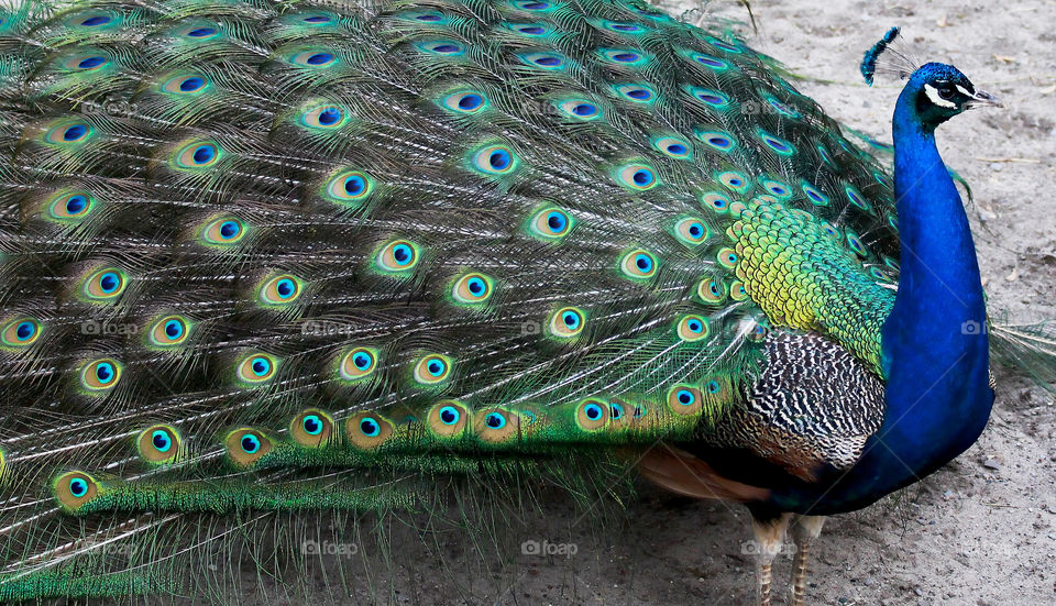 Peacock