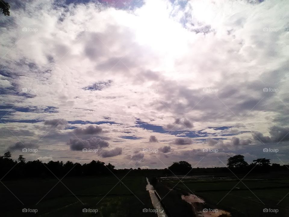 Lovely evening by the side of  the paddy fields and the river
