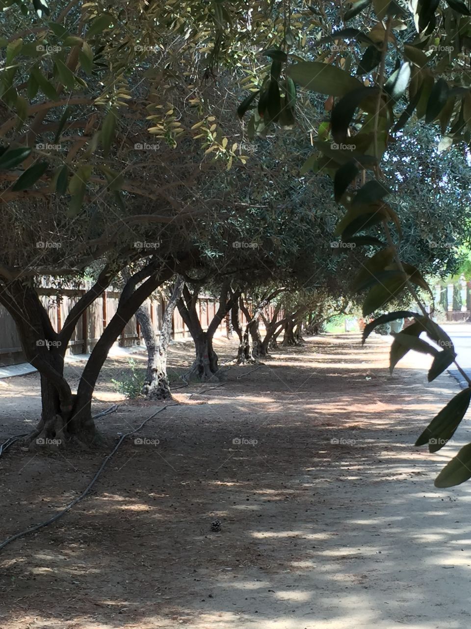 Olive tree lane 