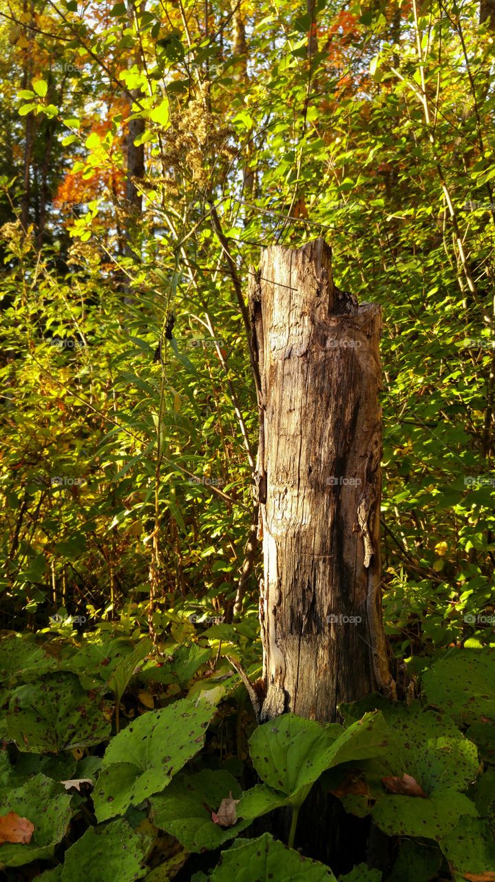 Stump in the woods