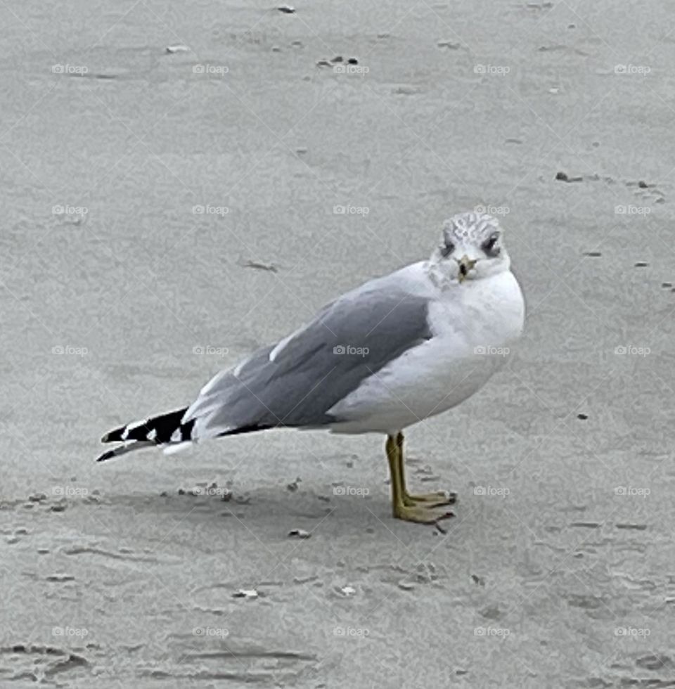 Seagull Stare