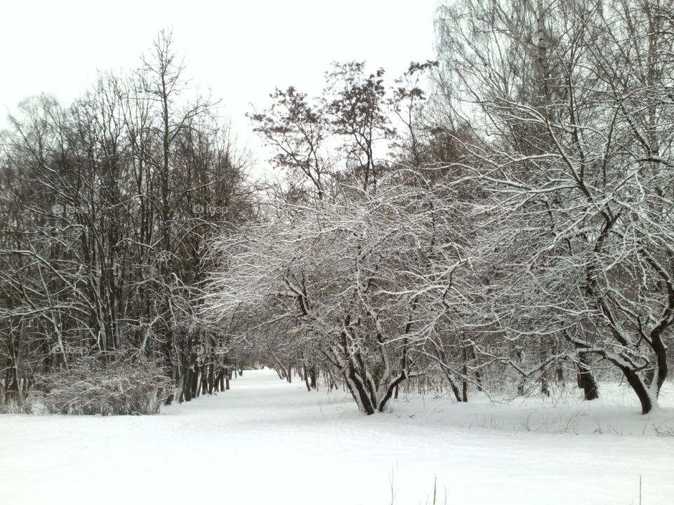 Winter, Snow, Frost, Cold, Frozen