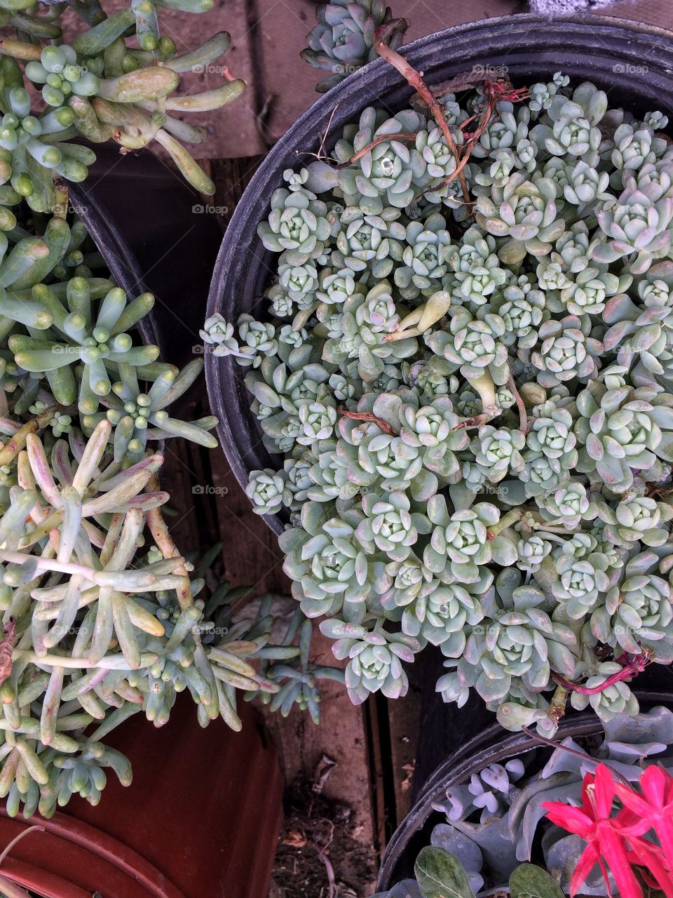 Potted succulents