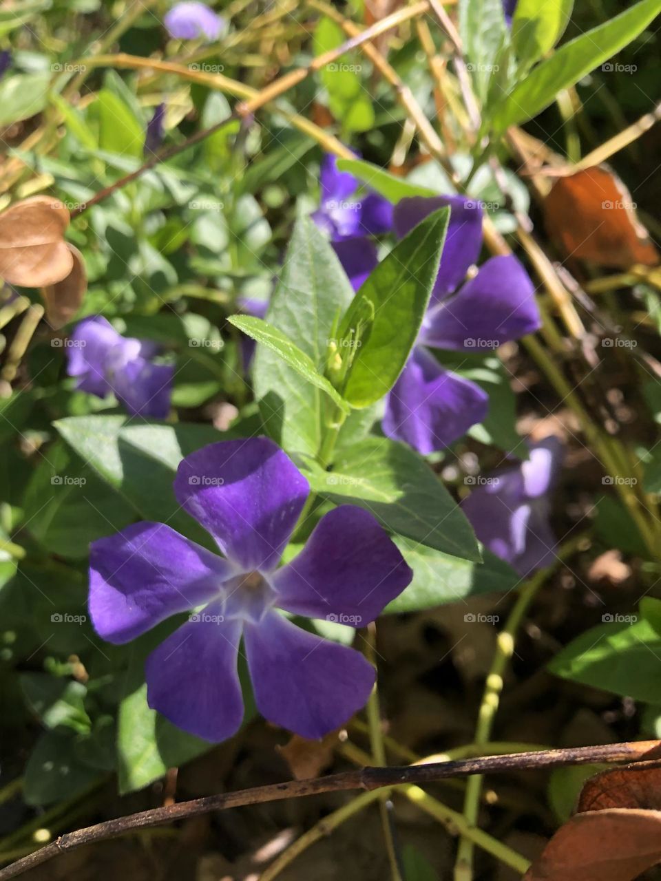 Wildflower Garden