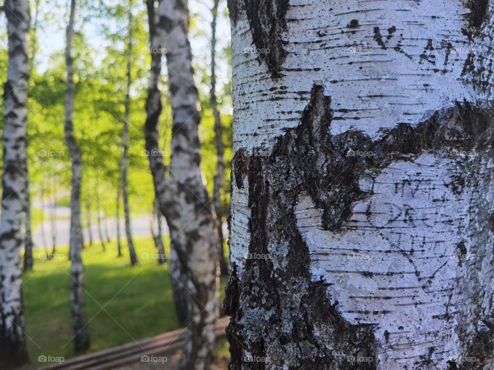 Birch tree