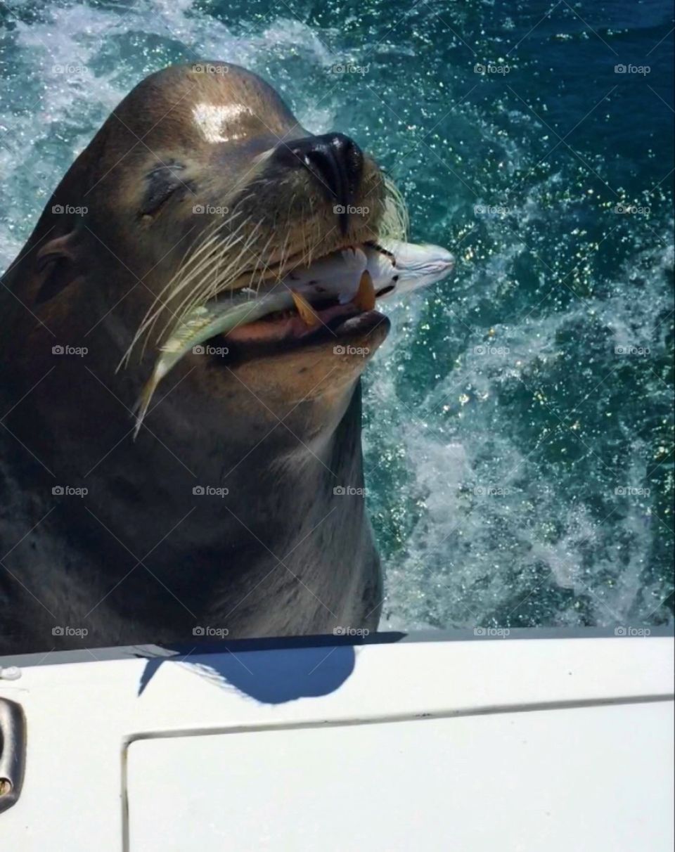 Pancho in Cabo extra happy to have lunch! 
