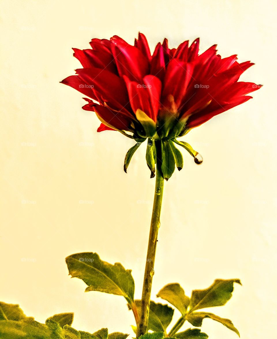 Editor s choice,photo of the week