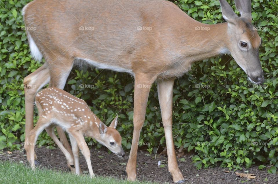 Doe and Fawn