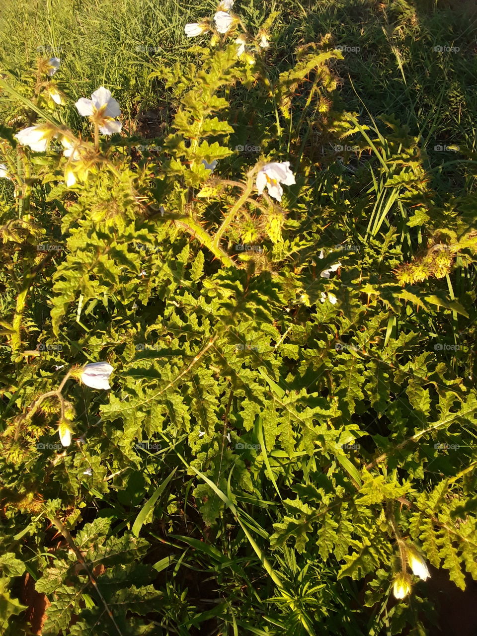 A green plant in the wild.