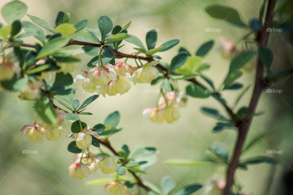 Springtime blooms 