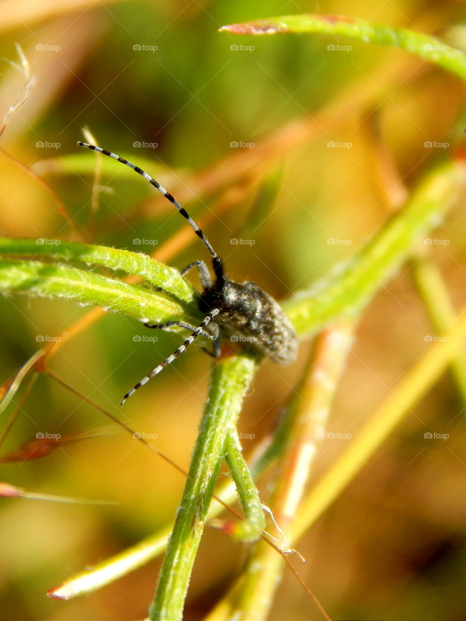 Amazing insect with black and blue antennas is sitting at the plant in the sunny day
