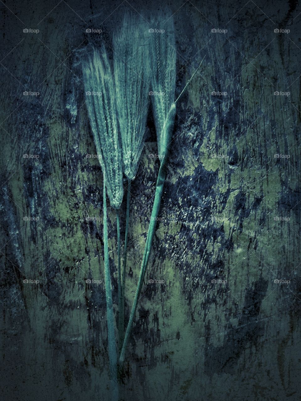 🍃🍃🍃🍃🍃🍃