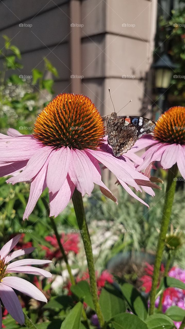 Butterfly on coneflower