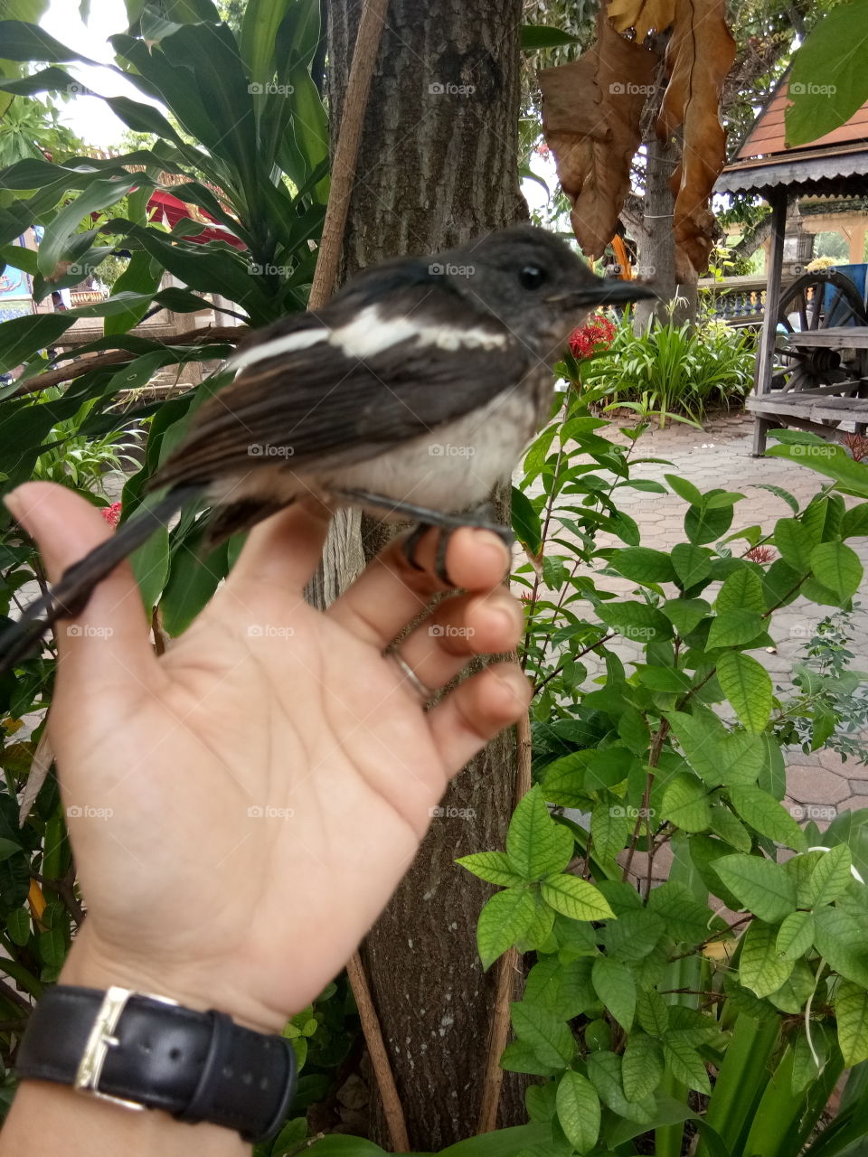 hand 
bird
thailand