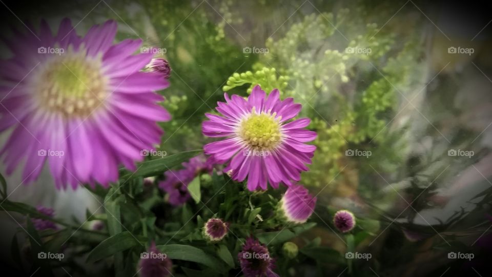 pretty little dainty. attracted by these small delicate flowers