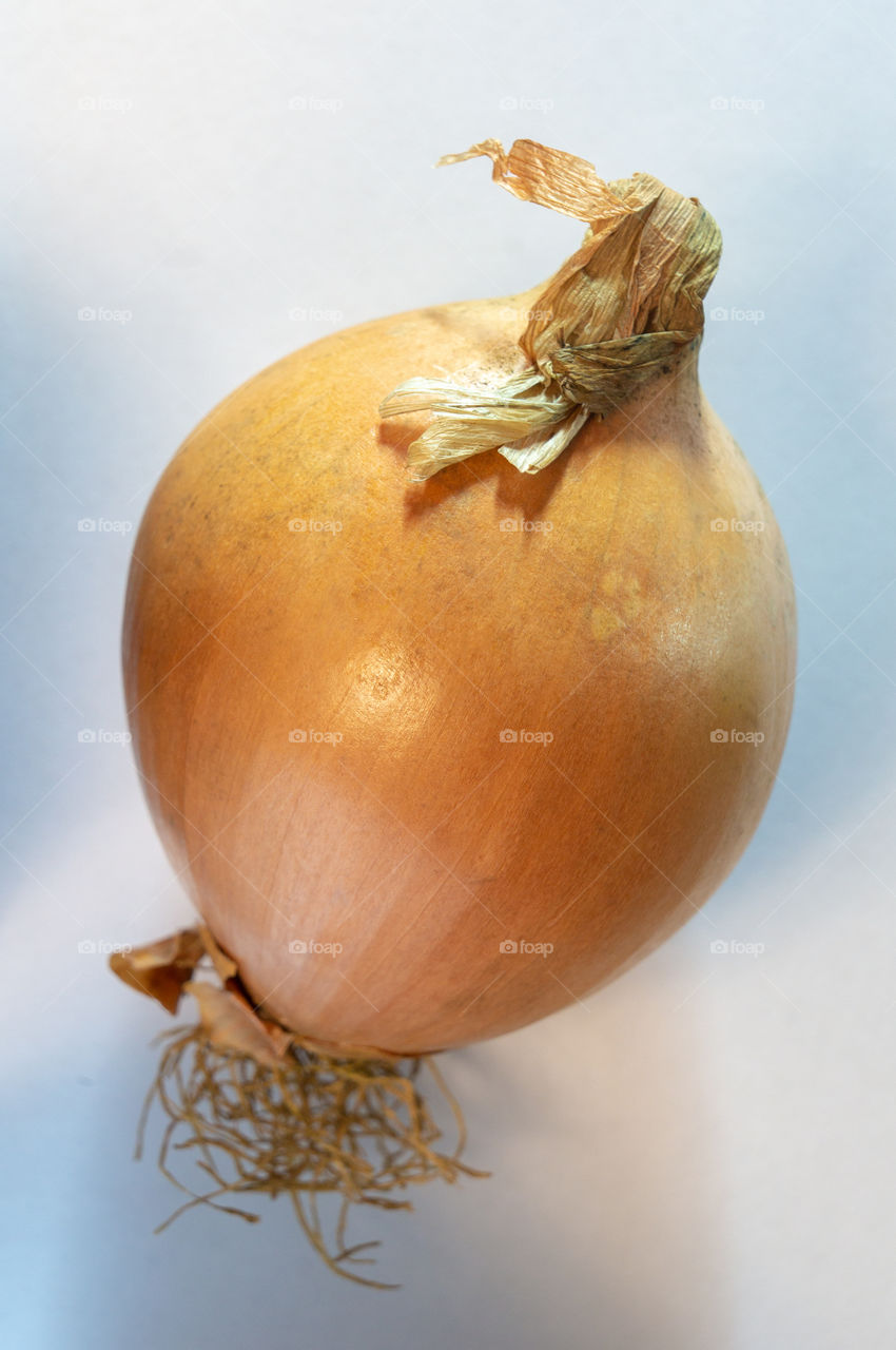onion close up