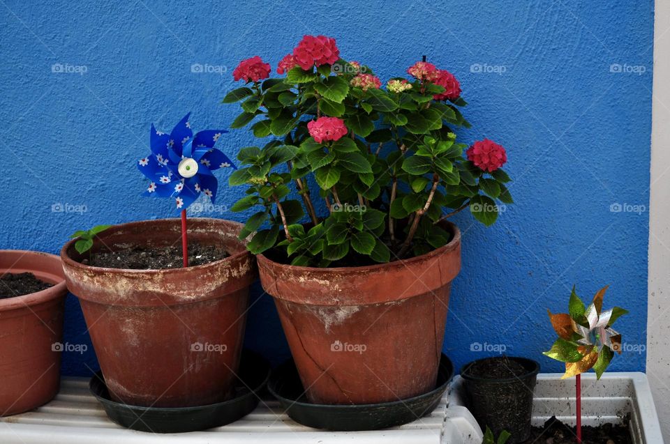 Plants and flower red clay pots against blue painted wall, blue pinwheel and hydrangea flowers