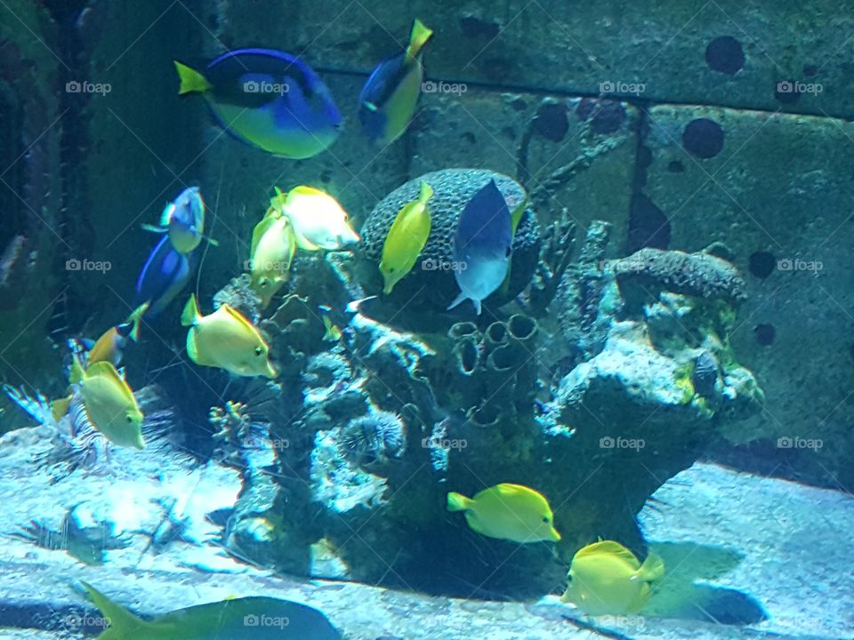 colorful fish