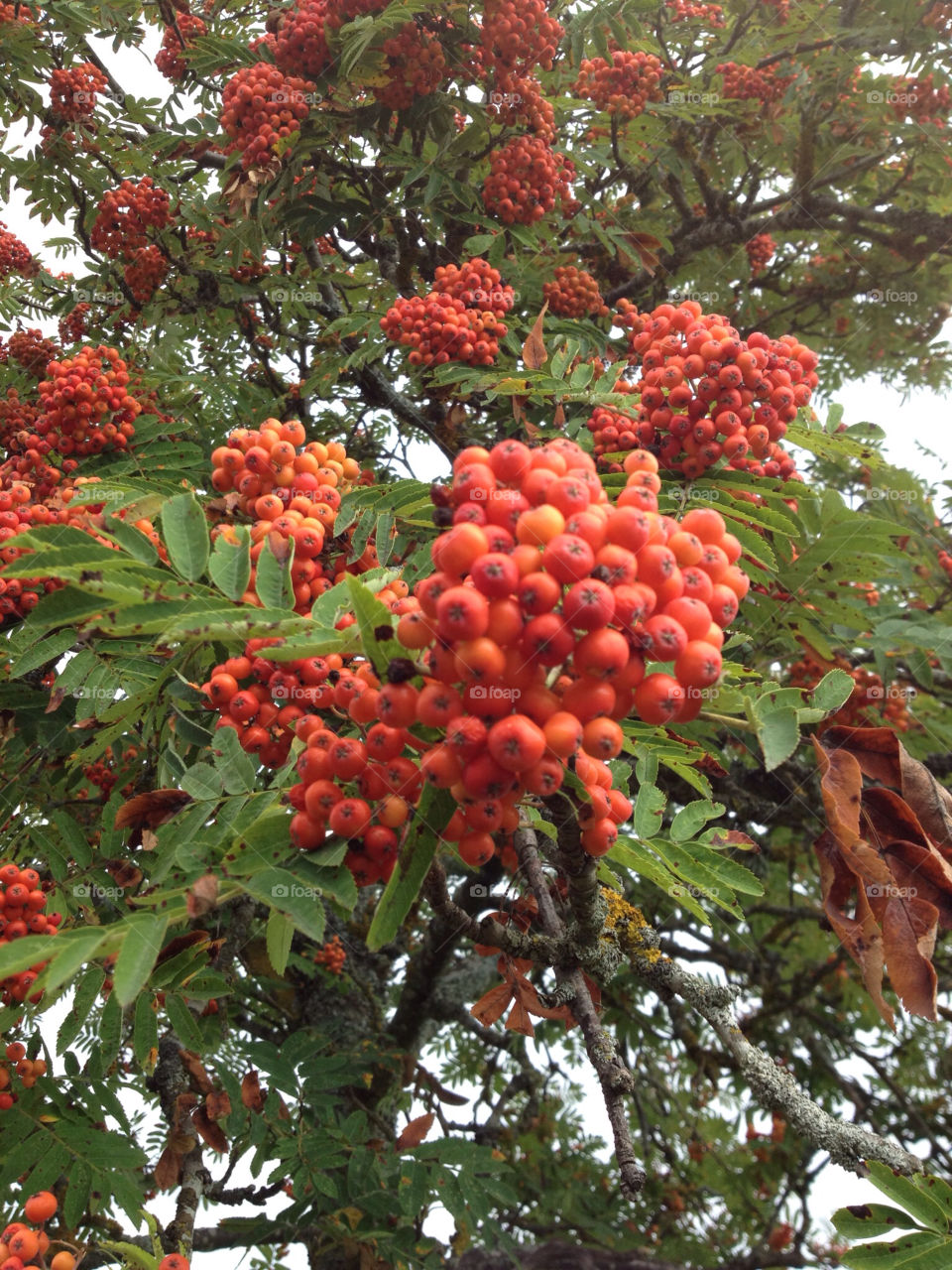 red trees leaves fruits by humla