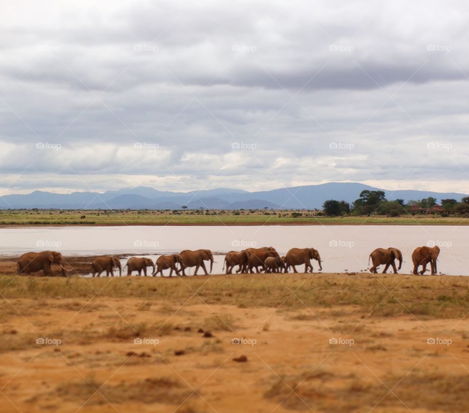 Elephants in the wild, Kenya