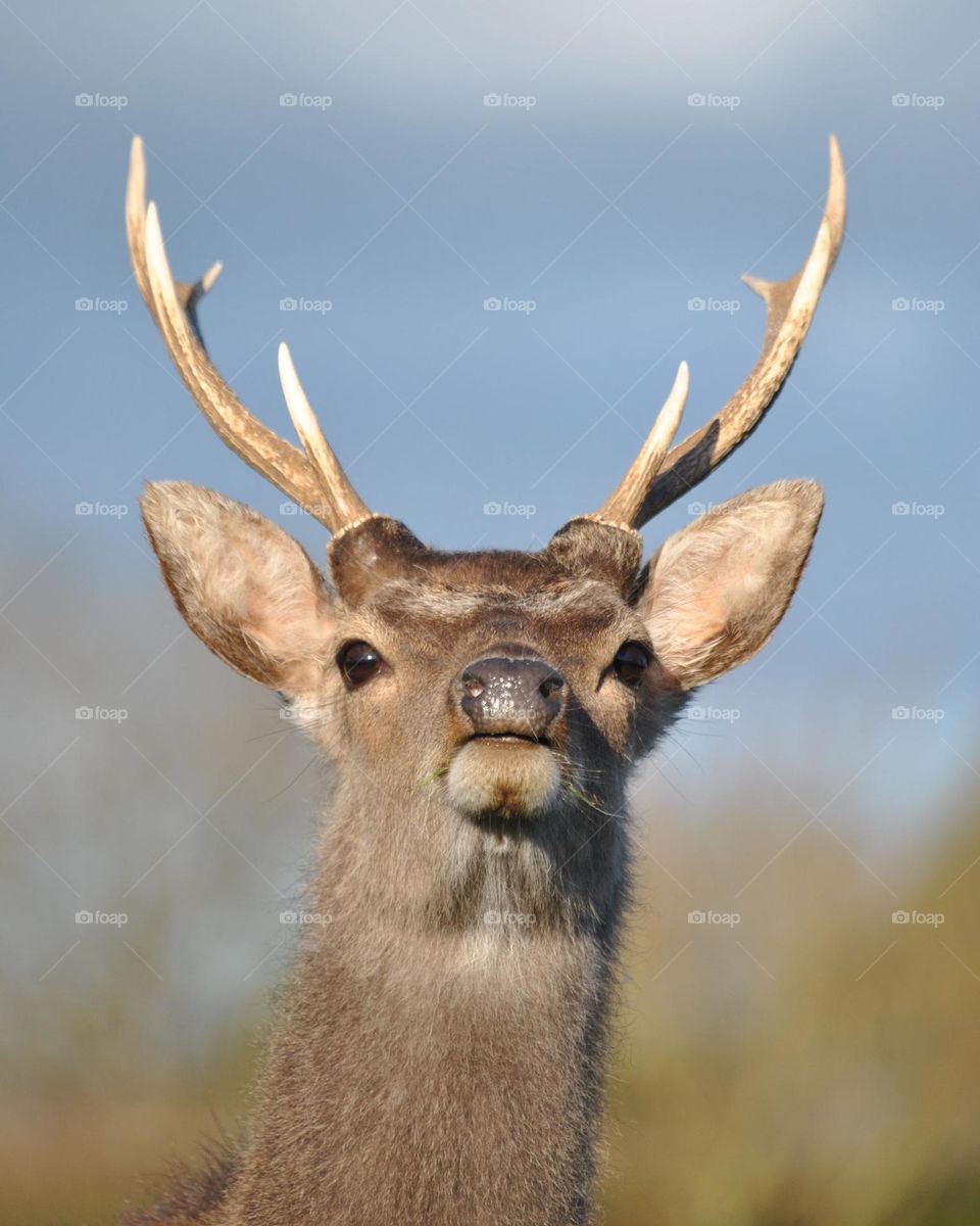 Beautiful brown colour deer
