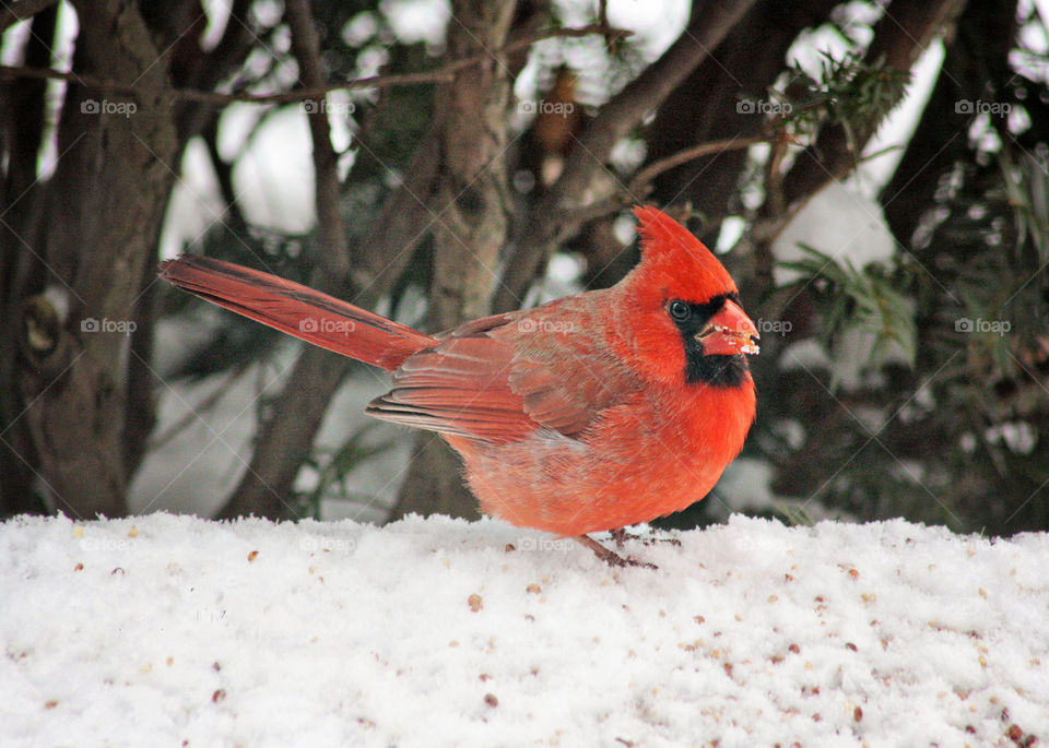 Cardinal