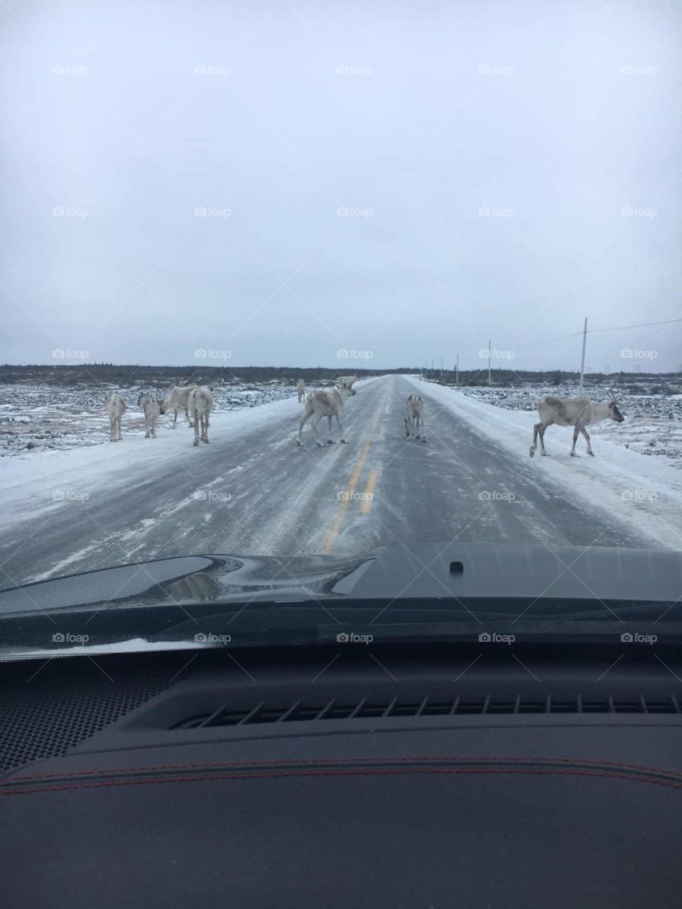 Caribou on wintery roads