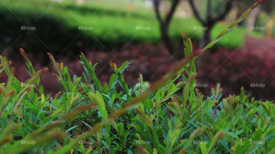 portrait of a plant