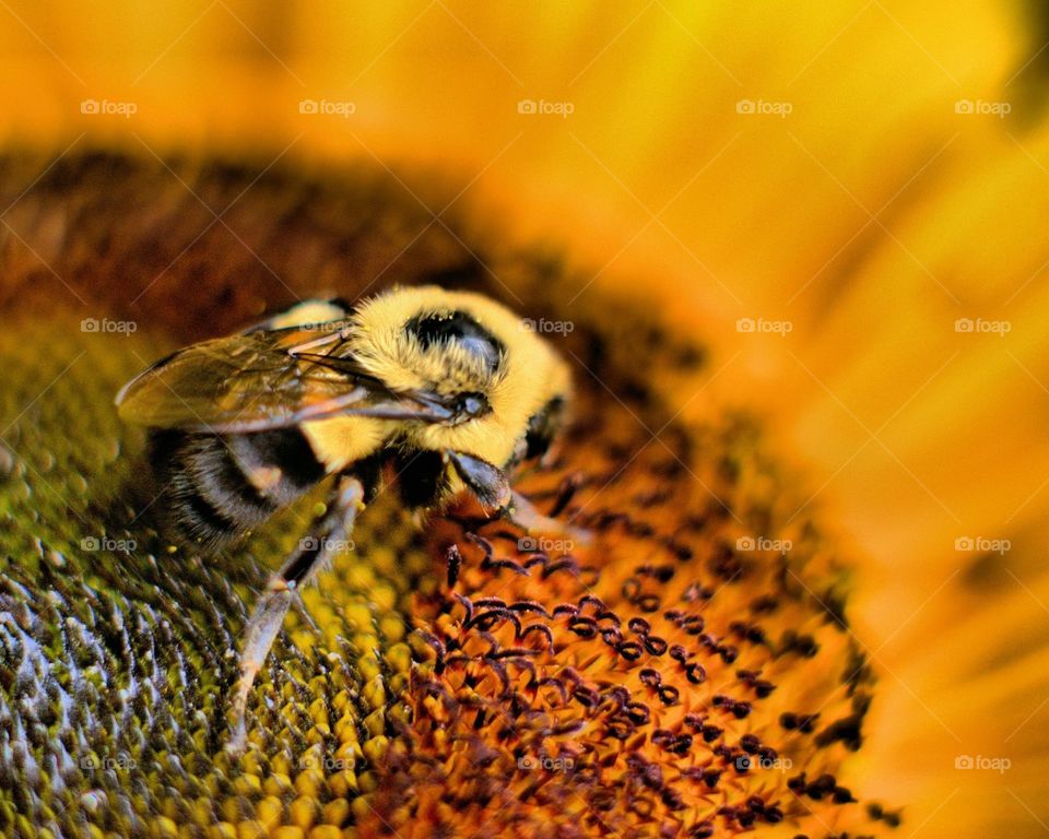 Bumble bee on a sunflower 