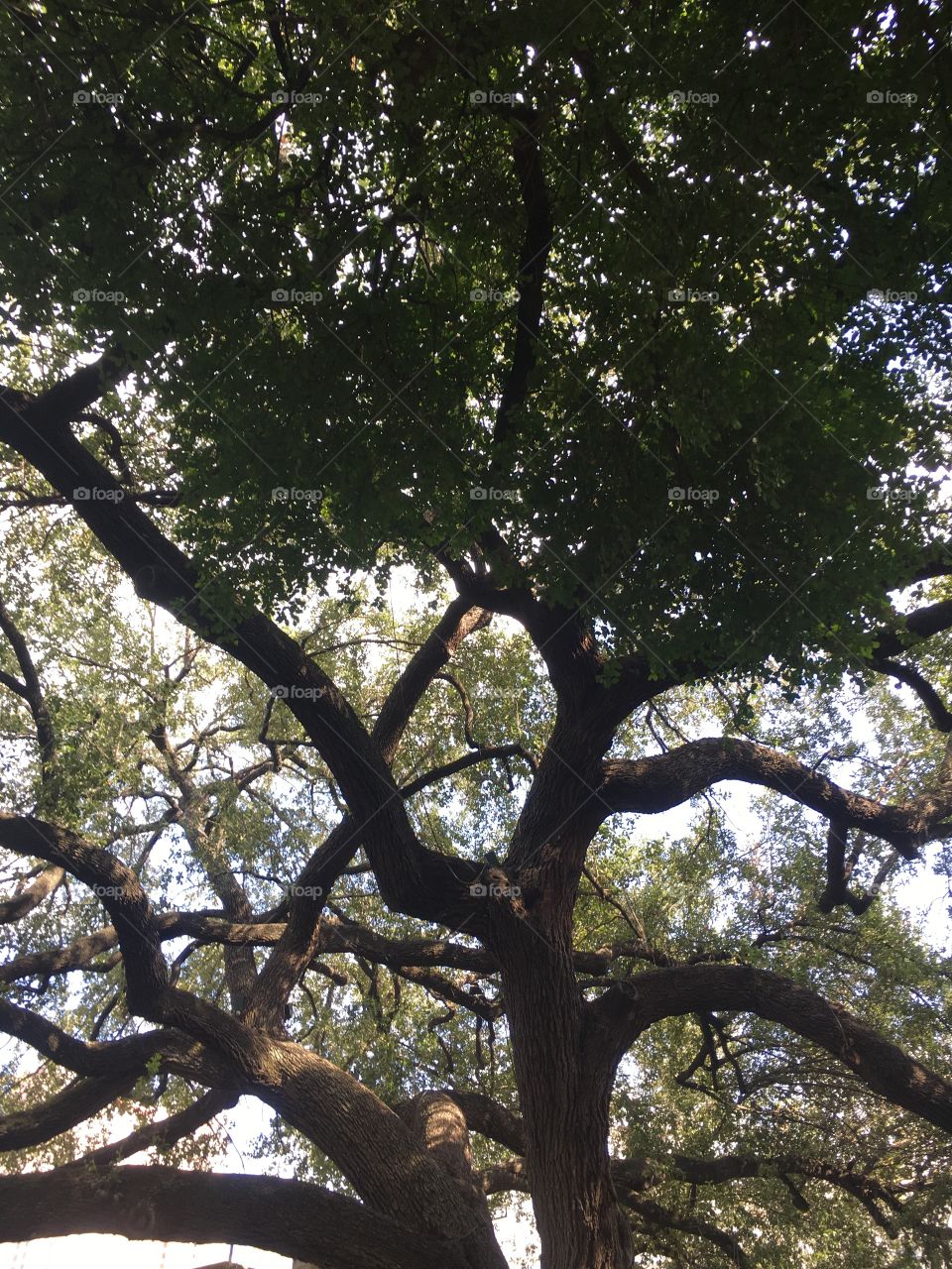 Old tree Alamo 