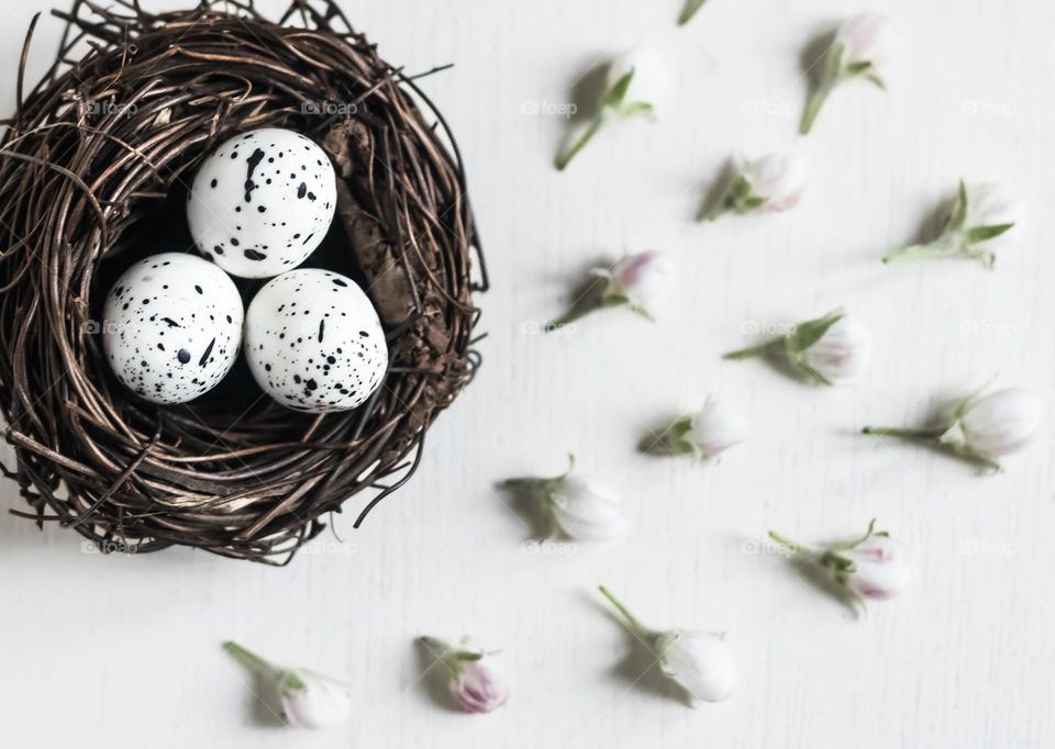 White speckled eggs in a nest with buds of apple blossom against a white painted wood background 