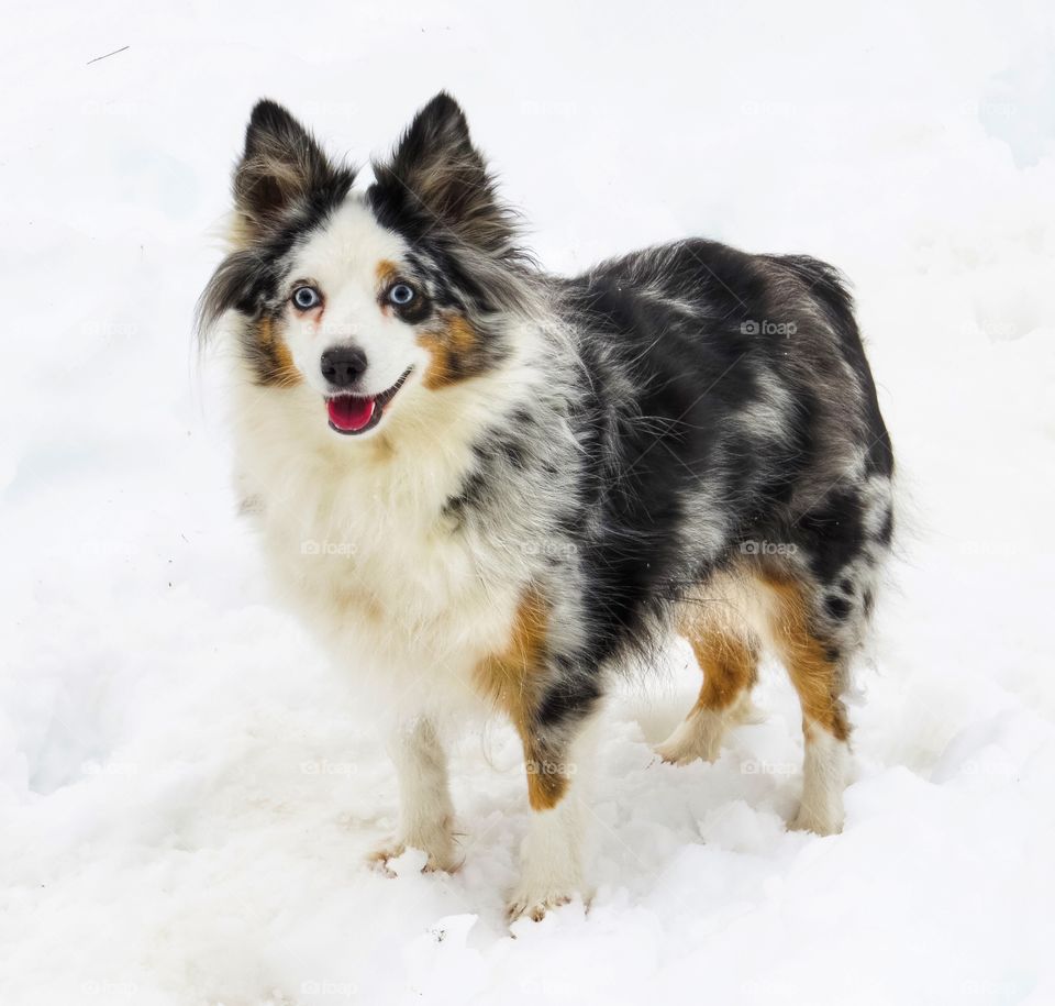 Blue Merle Miniature American Shepherd standing outside in the snow.