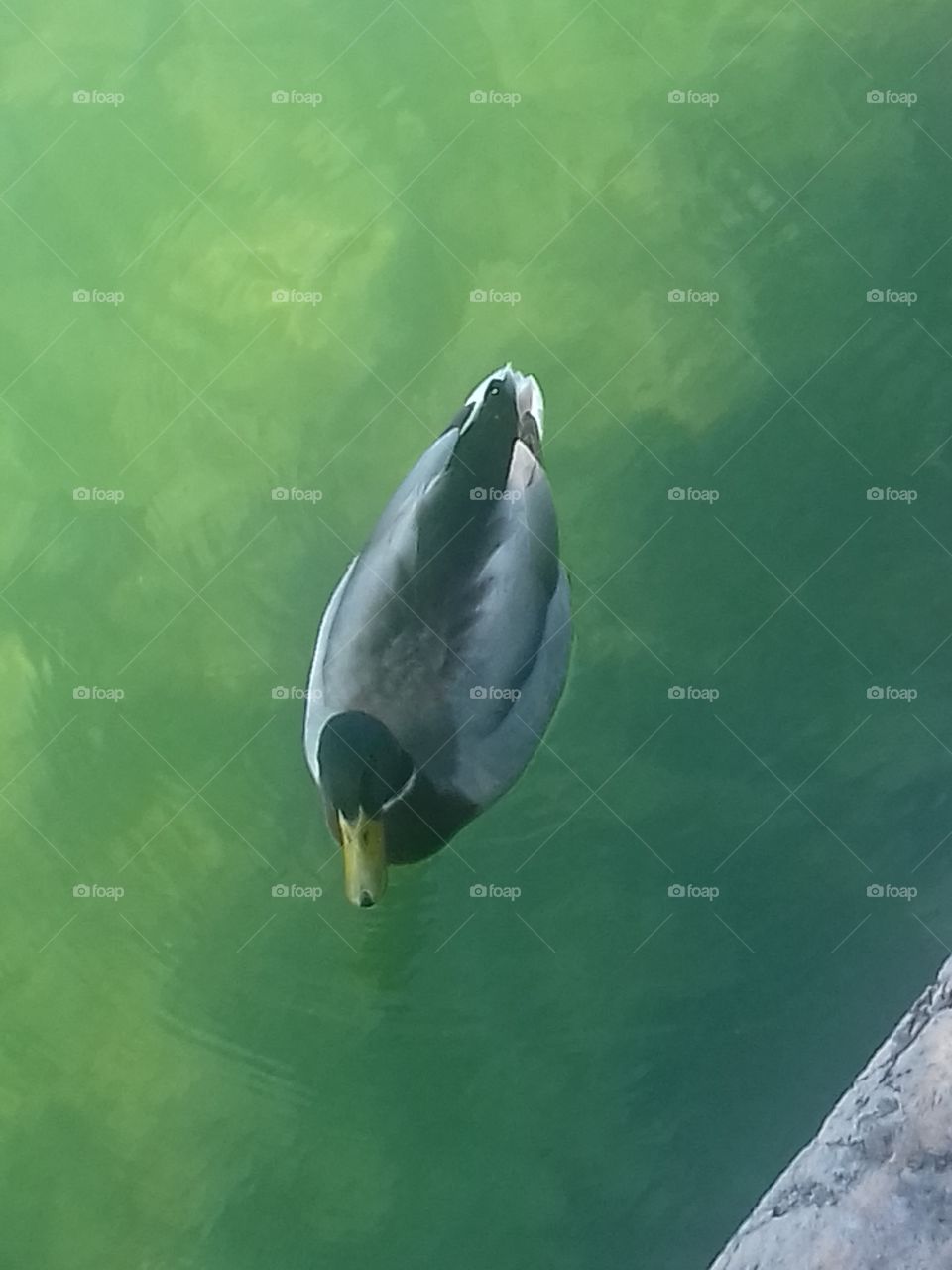duck in garda lake