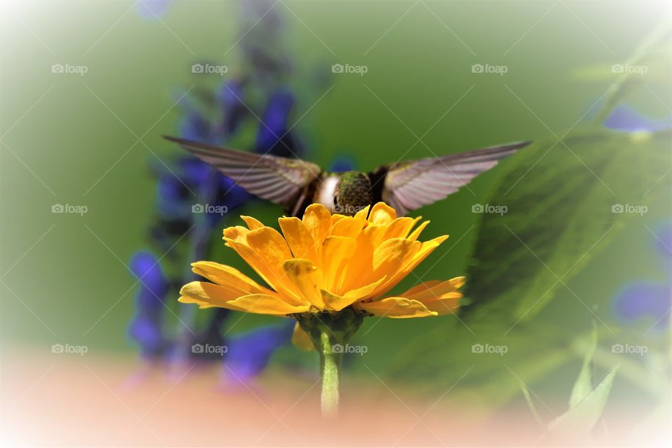 Flower  and hummingbird