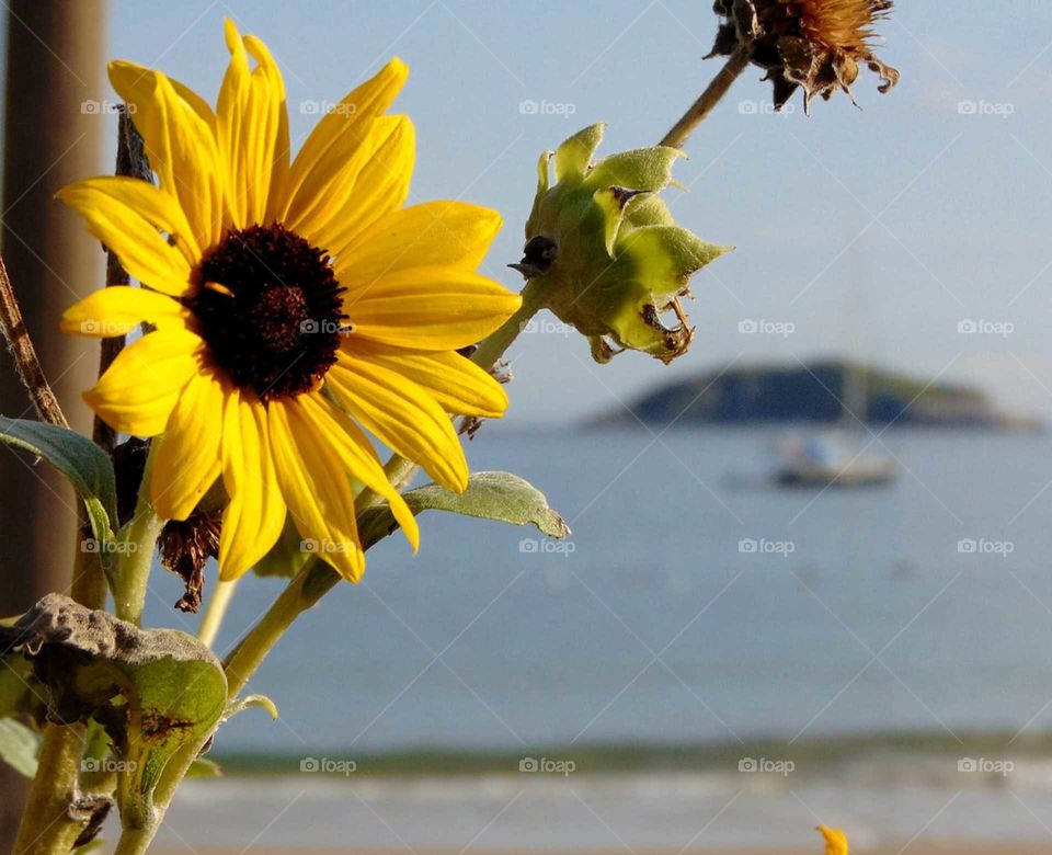 Ingleses, Florianópolis, Santa Catarina, Brasil