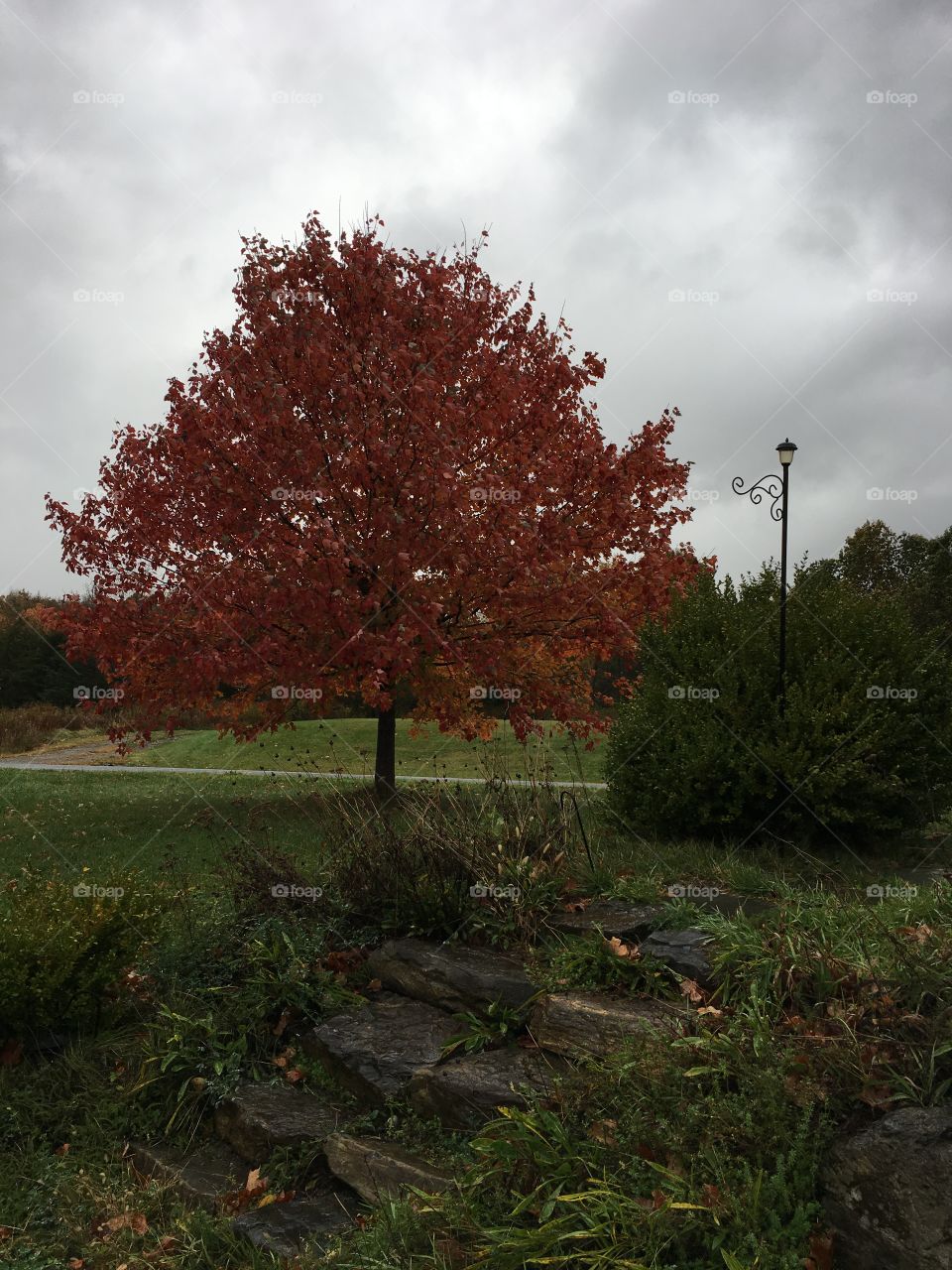 My pretty little sugar maple tree